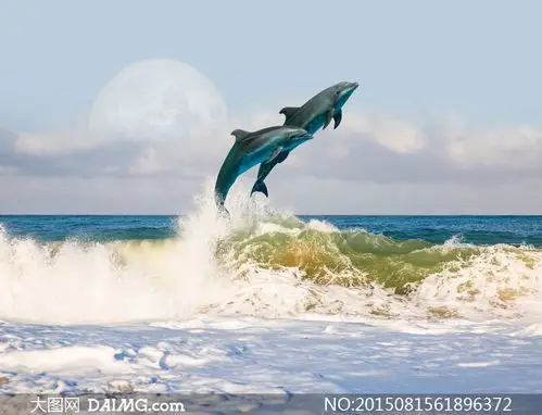 跃出汹涌海面的俩海豚摄影高清图片
