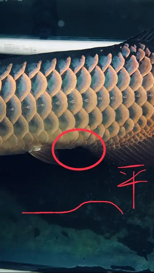 经过对比得出龙鱼公母