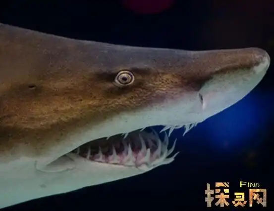 远古鲨鱼种类盘点史前最凶猛四大鲨鱼