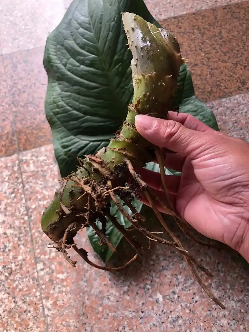 药食同源#水刺芋#勒茨菇#秋收冬藏#野生刺芋 挺新鲜的,拿 - 抖音