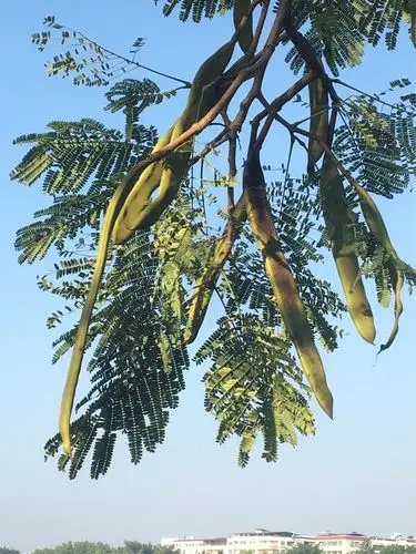 春花秋实:凤凰木果实