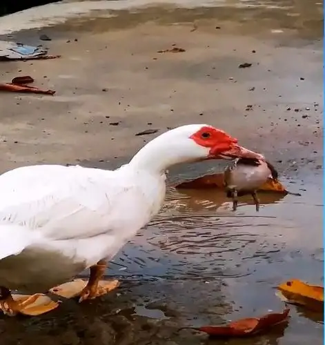 癞蛤蟆想吃天鹅肉,现实怎么不是这样的
