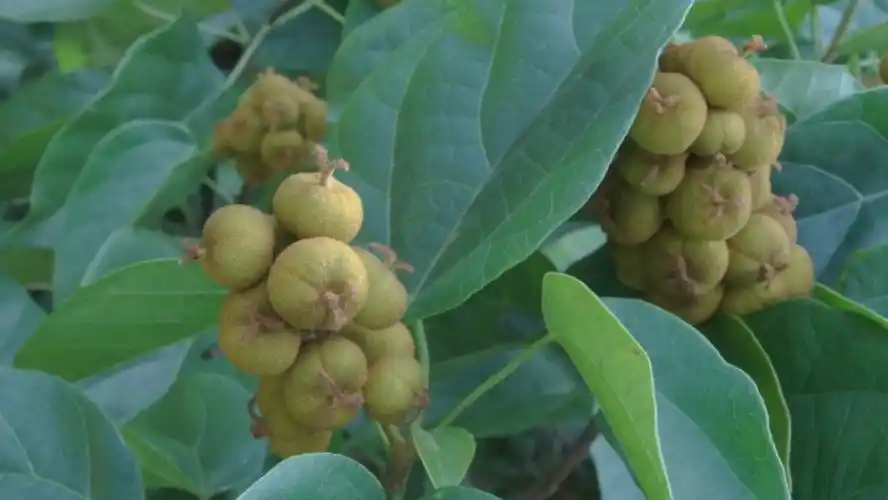 让我们安静一些(石岩枫树果)