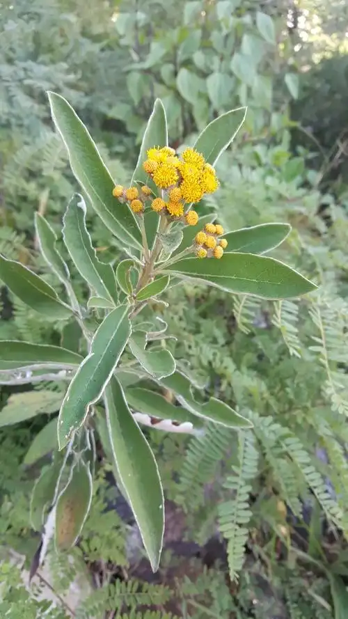 p>羊耳菊( i>duhaldea cappa  /i>(buchanan-hamilton ex d.