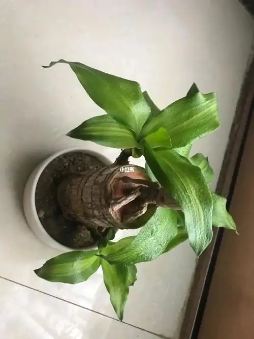 巴西木  #格鲁特  #巴西木怎么养