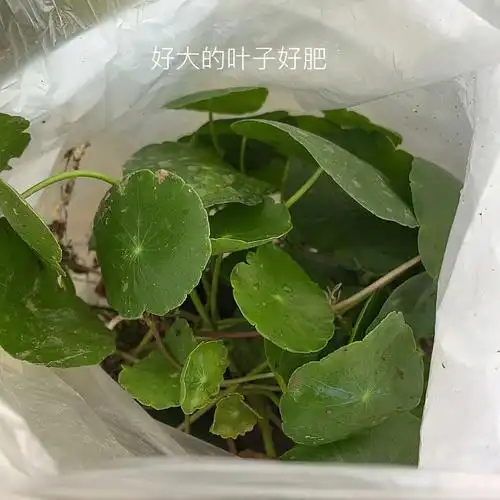 浅浅水培一串铜钱草