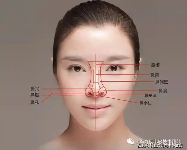 一般是指上唇和下端相连接的部分,即梨状孔中下部周缘,上至鼻翼沟上缘