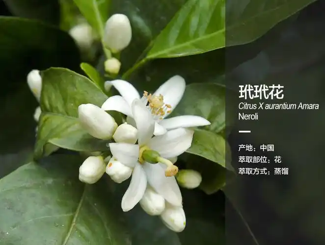 阿甘树玳玳花纯露neroli