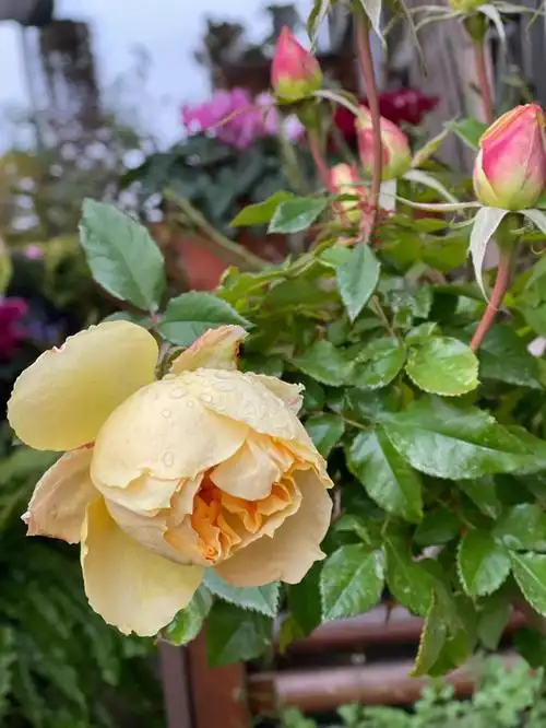 差点儿被淘汰的月季南瓜灯笼,在这三九天里开出了跟风月一样的花,是