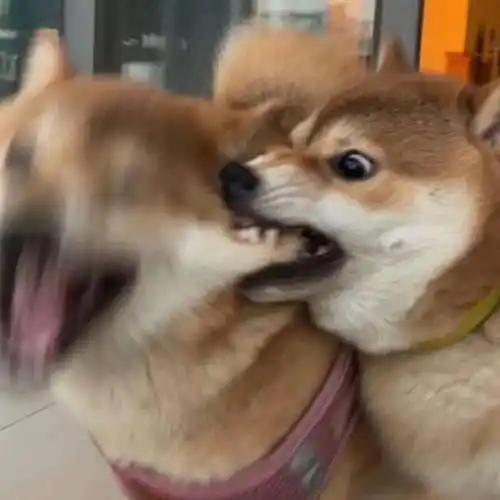 抖音犯贱表情包:那你报警吧_公众_熊猫头_时候