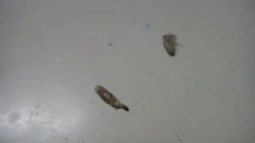 这段时间家里有很多小飞蛾,不知道是不是那种飞蛾的卵虫,外面这个像囊