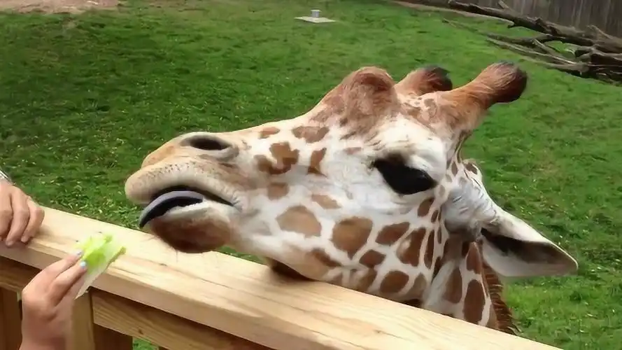 长颈鹿吃东西真是个享受的过程,细嚼慢咽的样子看着太萌了!