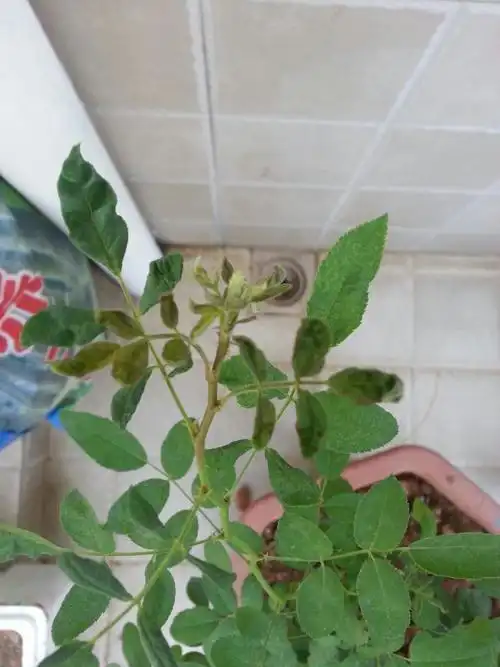 求救!刚发芽的蔷薇花这是怎么了. 求救!刚发芽的蔷薇花这是怎昧了