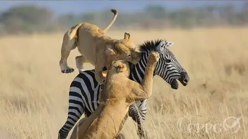 斑马被雌狮猎杀3