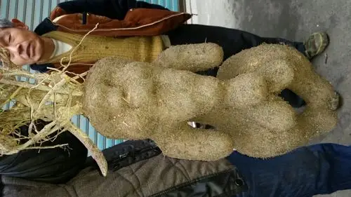 刚挖出土的雄性千年何首乌,竟拍价3000元起