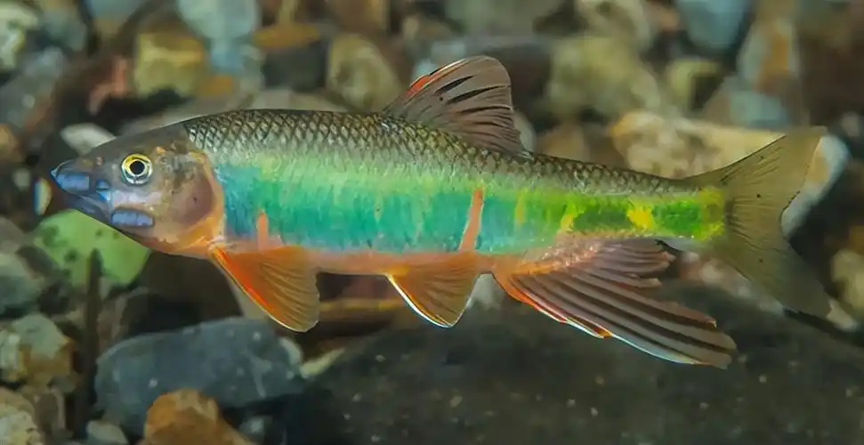 马口鱼,从它的名字就知道这种鱼的嘴巴确实有点特殊,它的最大很宽大