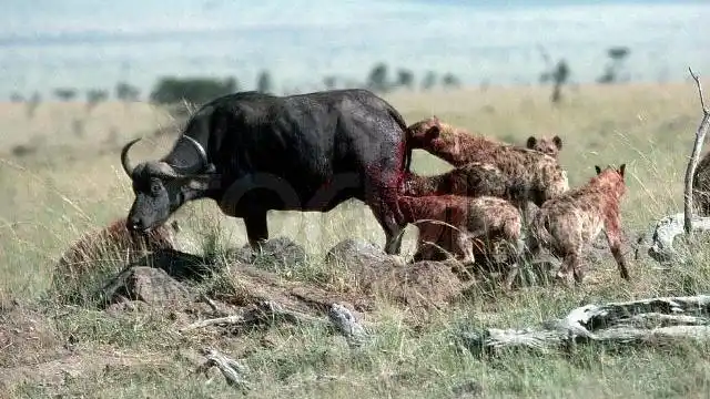 4只鬣狗捕杀一头水牛一口咬掉牛尾巴