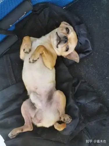 吉娃娃和泰迪哪个楼房养更方便省事一点?