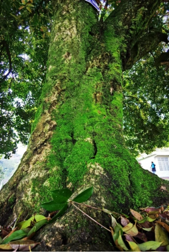 492岁古桂花树春意盎然绿满园