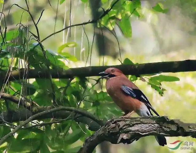 松鸦(山和尚) - 四川版 sichuan 鸟网