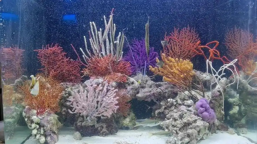 nps珊瑚海树海柳海扇