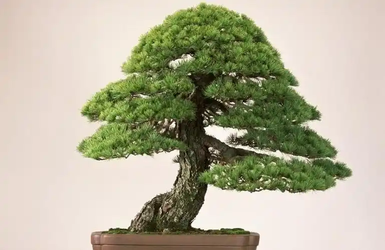 松树盆景图片大全大图