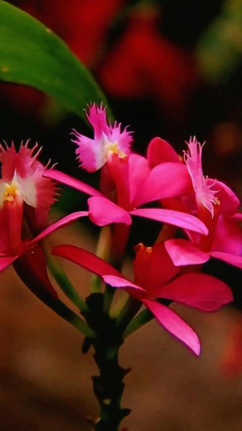 八方lc一顺到d#见者好运 #花 #花卉绿植 #花的世界很美 - 抖音