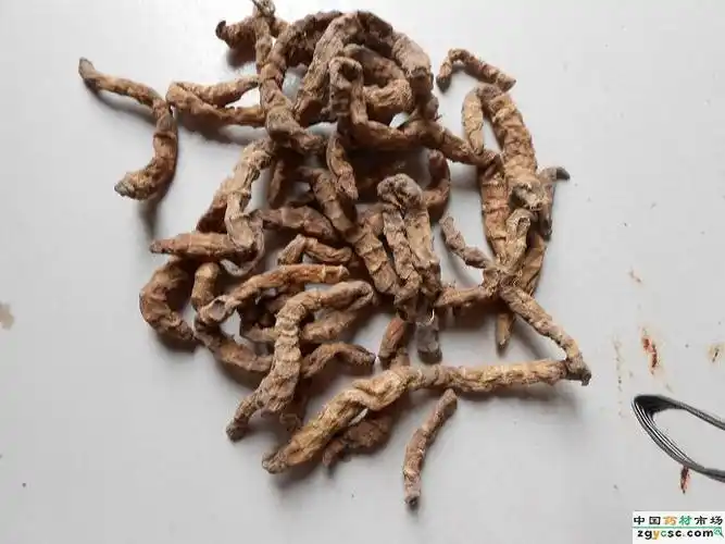 供应   批发泽兰根