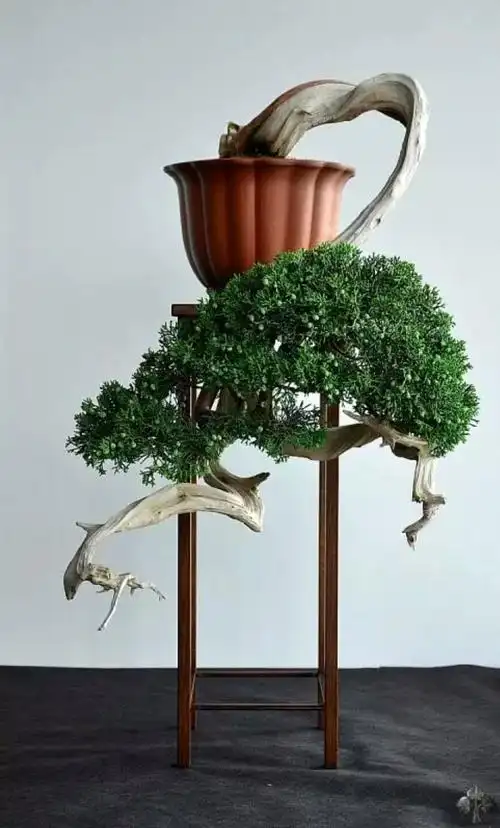 顶级盆景——美得无与伦比