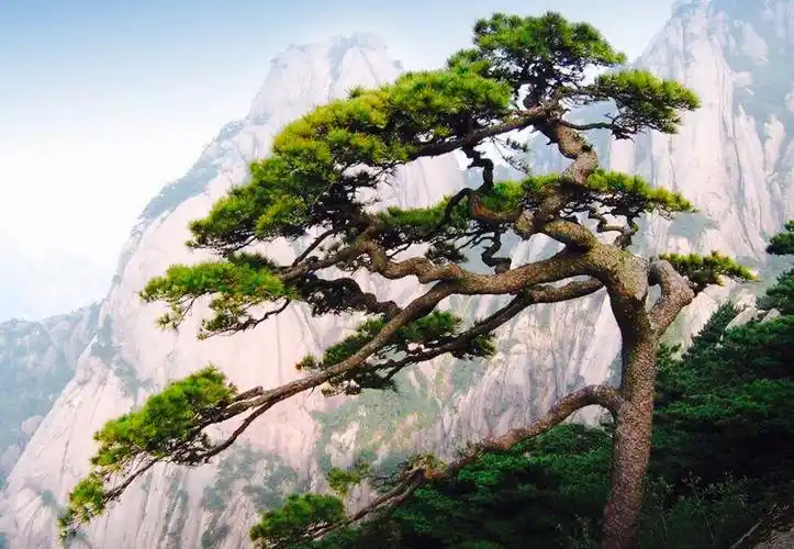 芳华终不老,岁月等闲看.