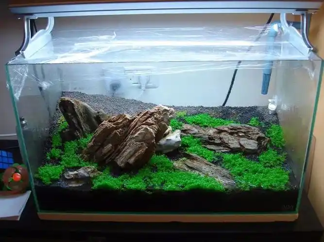 家居水景丨60水草缸简单造景过程图片