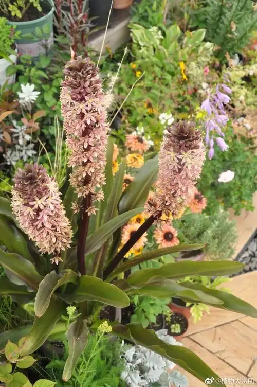 大理蛋氏夏季花园扛把子凤梨百合