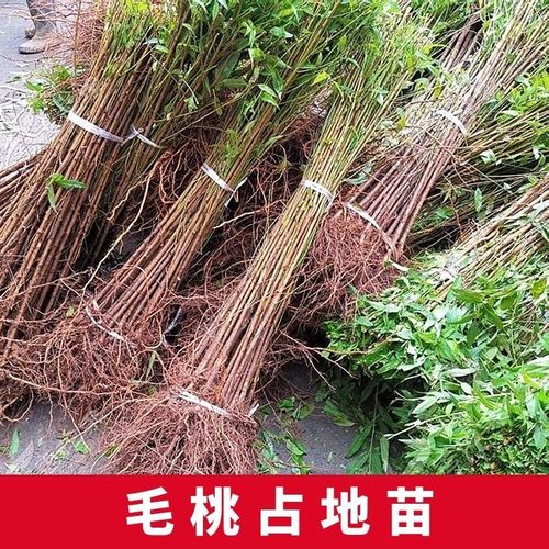 毛桃树桃树苗山桃苗速生苗实生桃苗毛桃苗桃树砧木苗野桃苗桃原苗 0.