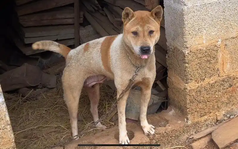 老师傅家养了好多实战的广西土猎犬,这么多高颜值的土狗大饱眼福