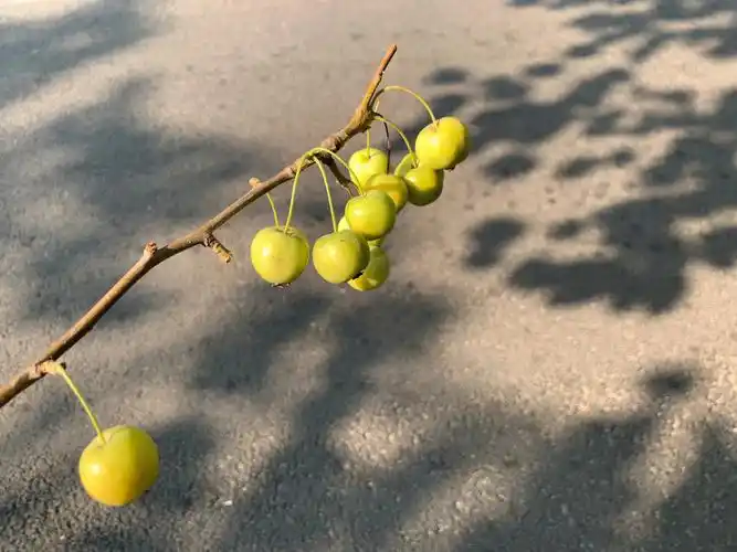 这是苹果的小时候