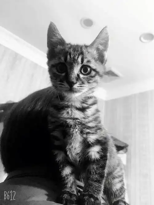 我家狸花猫霸气不