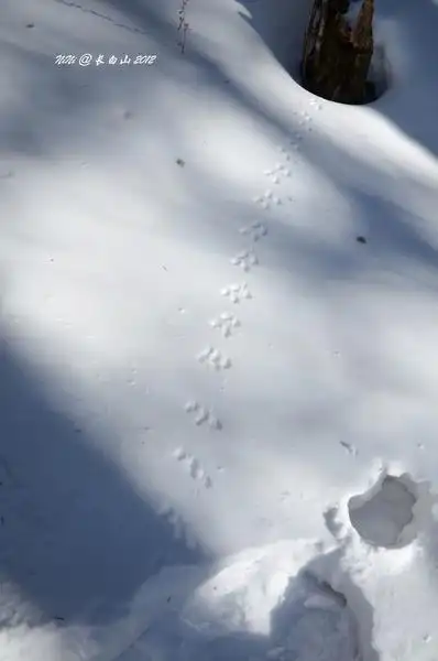 刚才的小老鼠?像不像?