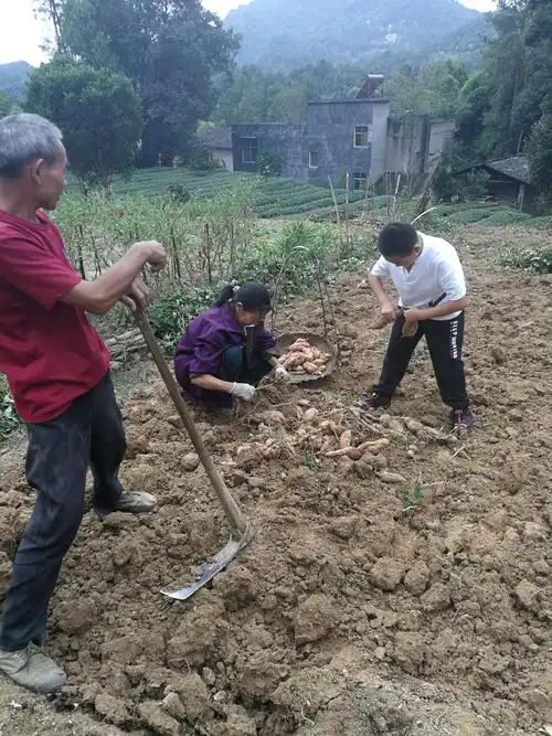 看这是我和爷爷奶奶在田地里干活呢!