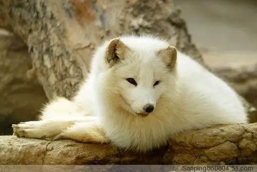 狐宝宝,雪狐狸,火狐狸全在这里!