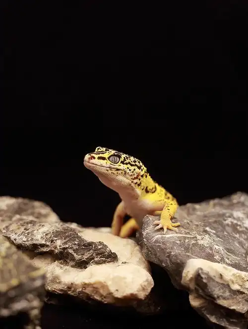 "奇怪的生物"豹纹守宫作品拍摄|摄影|宠物摄影|羊蚊蚊 - 原创作品