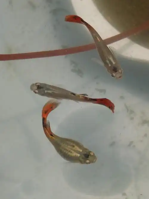 我这个条孔雀鱼肚子怎么比其它的孔雀鱼大很多 是病了吗