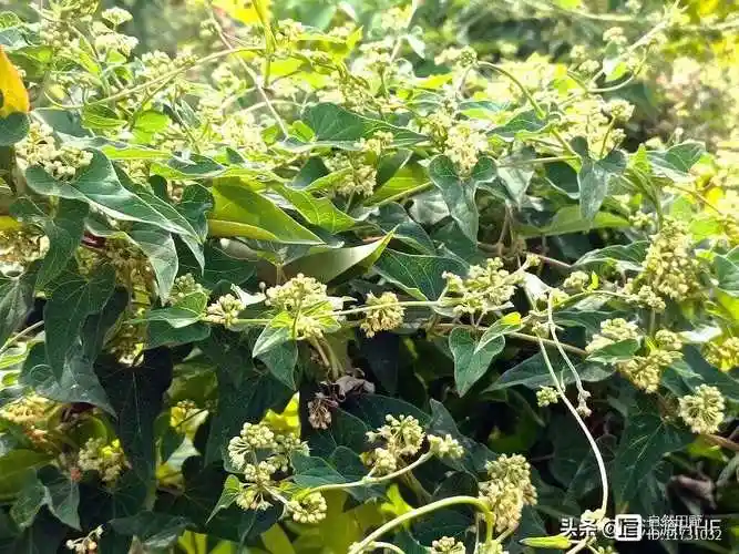 药食兼用的青阳参