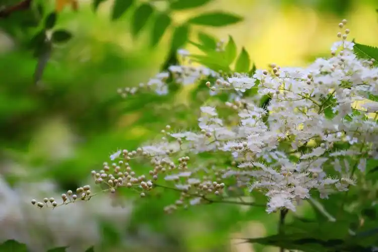 百花 百诗 百趣 百音欣赏集