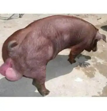 新美糸杜洛克公猪品种优良一头包邮全国发货