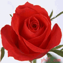 鲜花漂亮动物送你gif动图_动态图_表情包下载_soogif