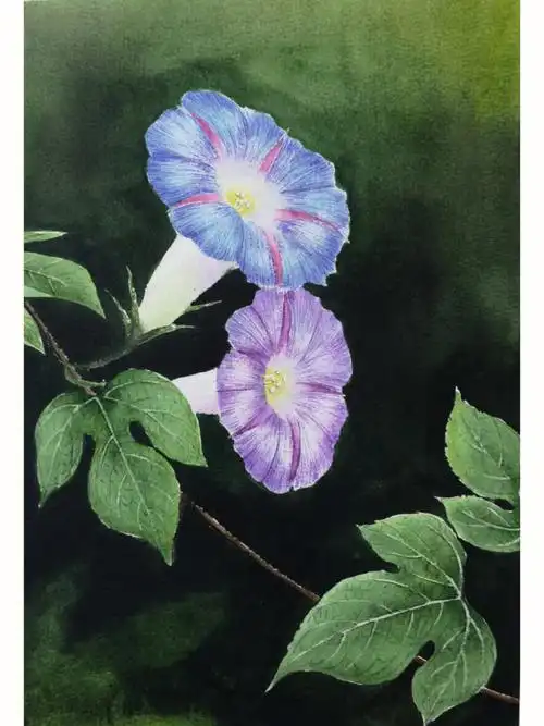 10月第五张水彩牵牛花