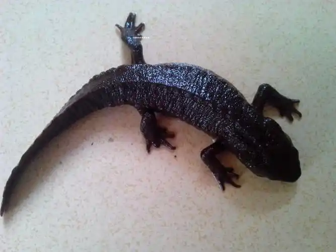 蝾螈图片,蝾螈图片大全