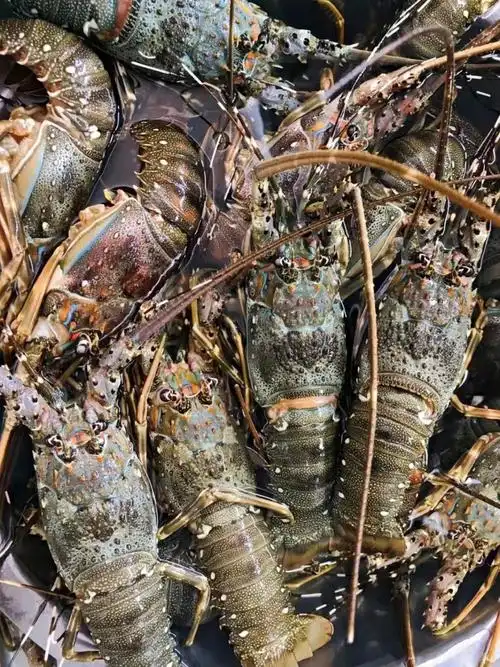 绝了75爱吃不爱吃青龙虾的看了都沉默了01