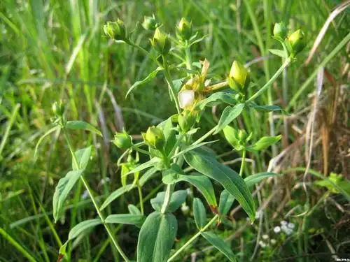 一种"野菜"人称"麦蓝菜",1斤15元价值很大,注意识别别拔掉