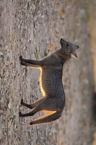 食肉目·犬科·狐亚科·食蟹狐属:食蟹狐